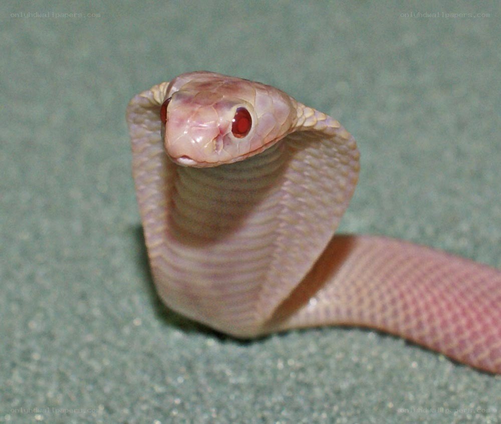 pink cobra snake