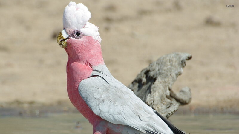 Pink Cockatoo Bird — Calm, Afternoon