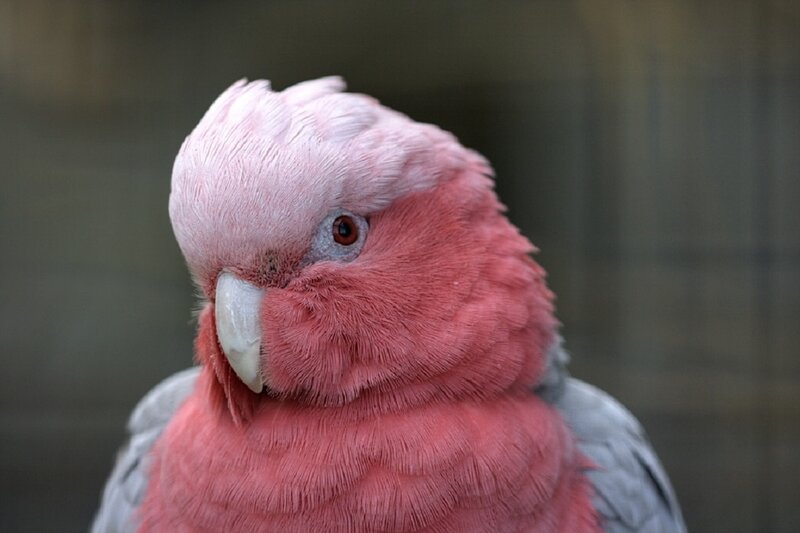 Pink Cockatoo Bird — Calm