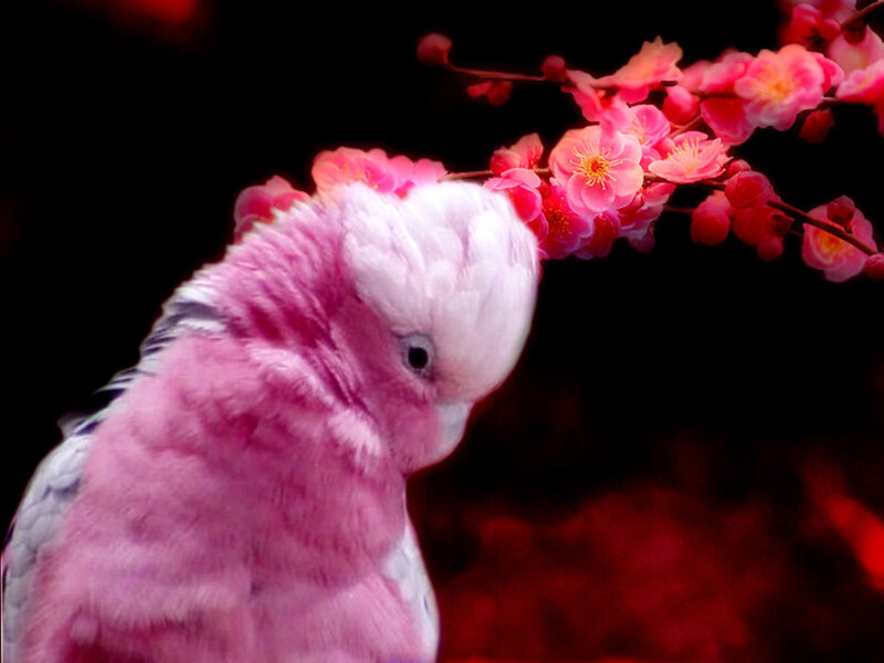 Pink Cockatoo Bird — Dramatic