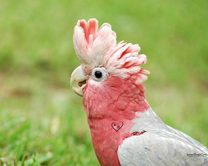 Pink Cockatoo Bird
