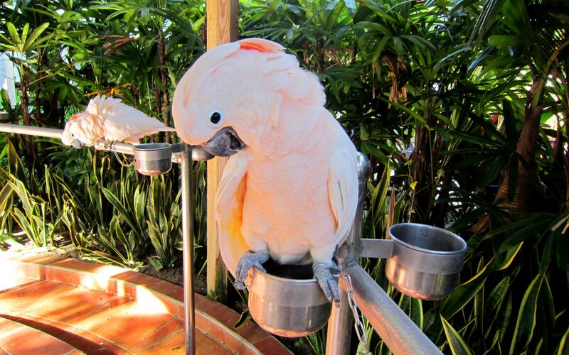 Pink Cockatoo Bird — White, Calm, Afternoon