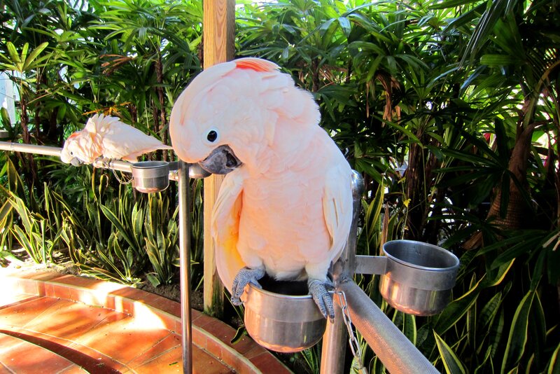 Pink Cockatoo Bird — White, Calm