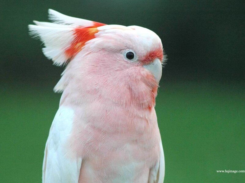 Pink Cockatoo Bird — White