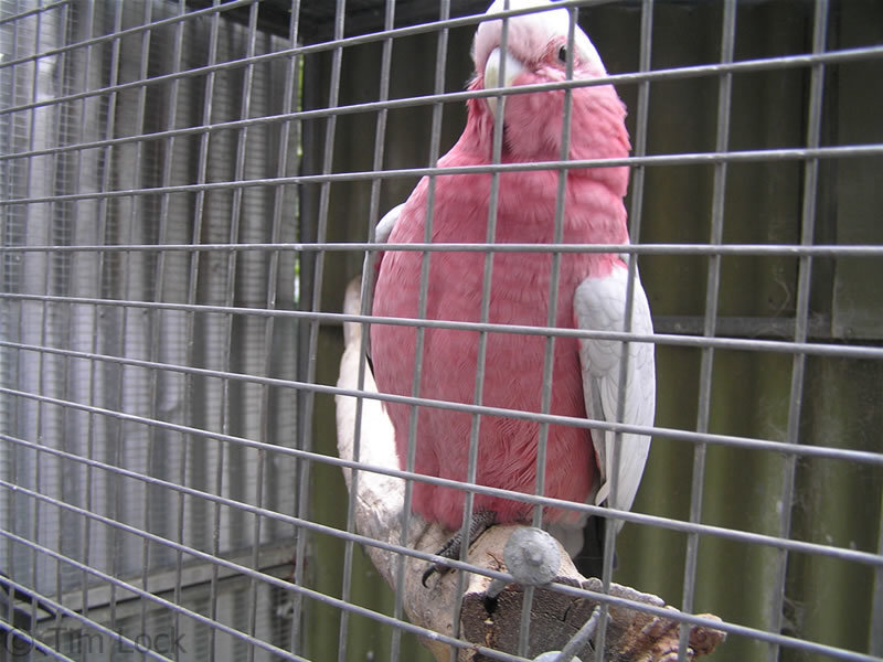 Pink Cockatoo in Cage