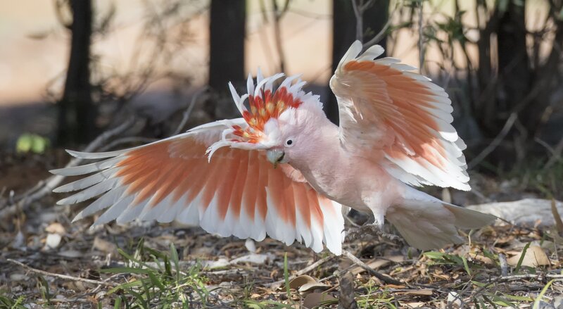 Pink Cockatoo in Flight