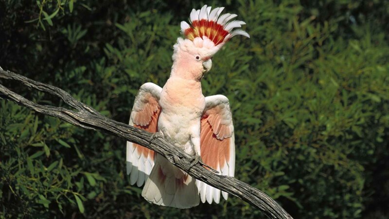 Pink cockatoo on a branch