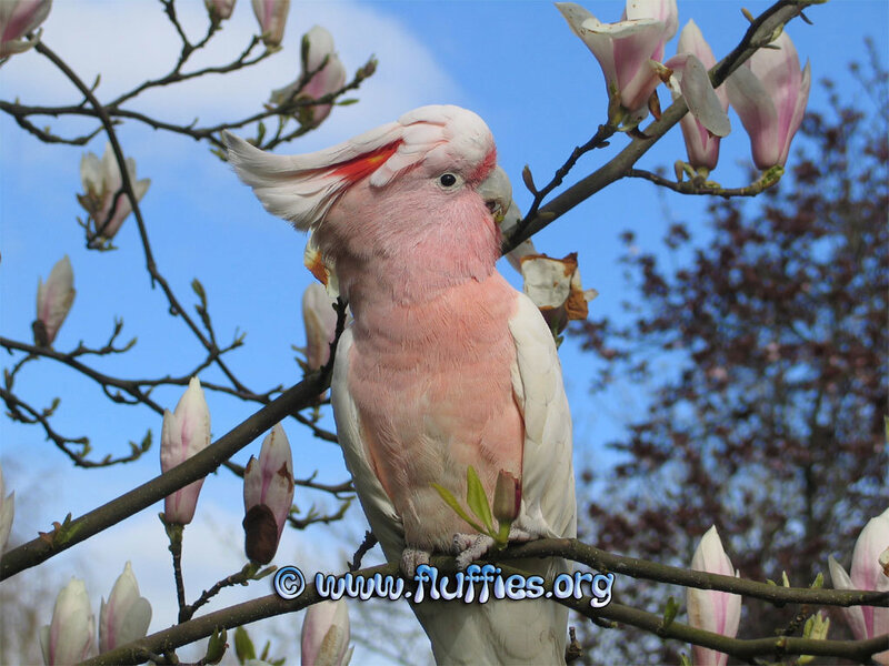 Pink cockatoo on a branch