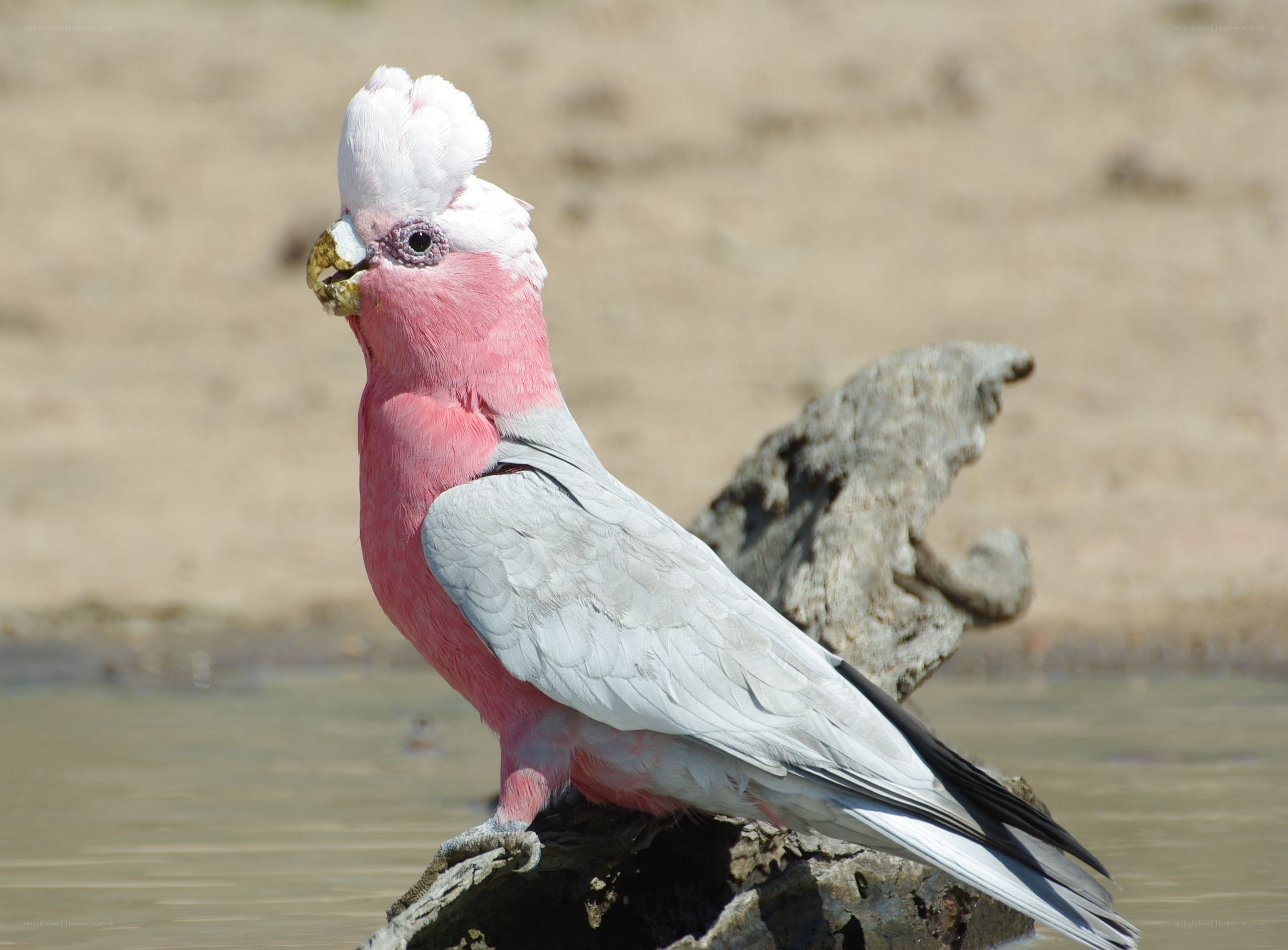 Pink cockatoo on a log