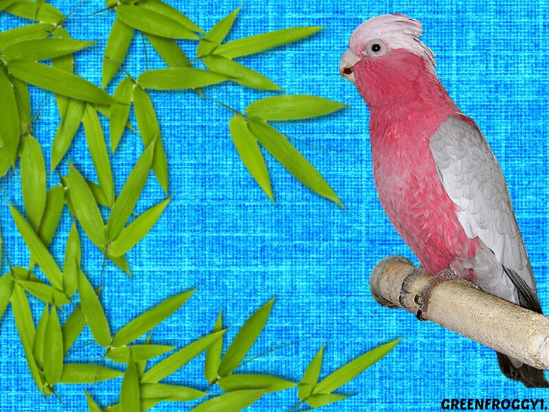 Pink Cockatoo on Branch — Blue