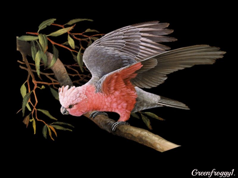 Pink Cockatoo on Branch — Calm
