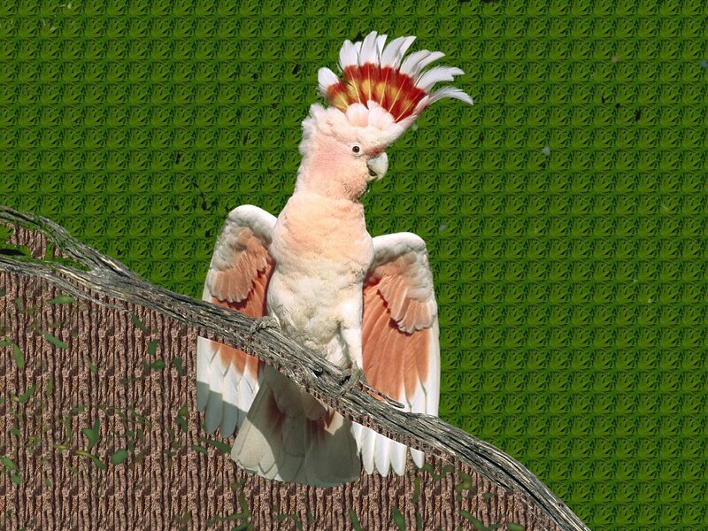 Pink Cockatoo on Branch