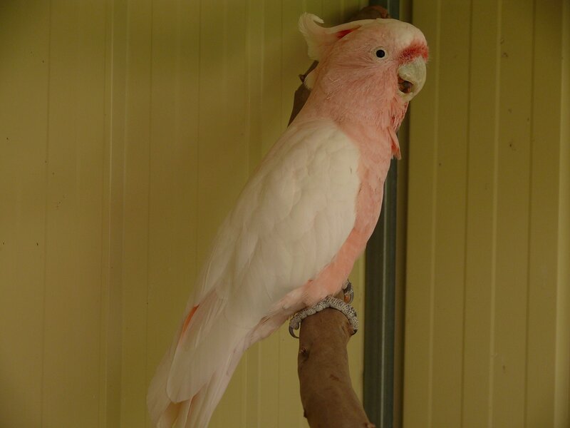 Pink Cockatoo on Branch — White, Calm