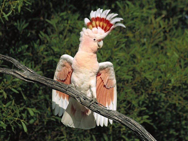 Pink Cockatoo on Branch — White, Natural, Afternoon, Photograph, Feathers, Green Foliage, Green