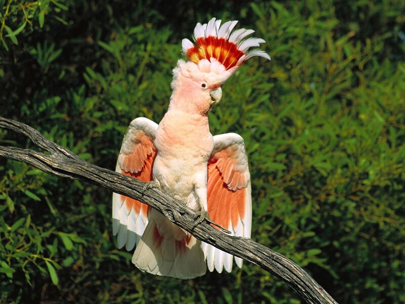 Pink Cockatoo on Branch — White, Natural