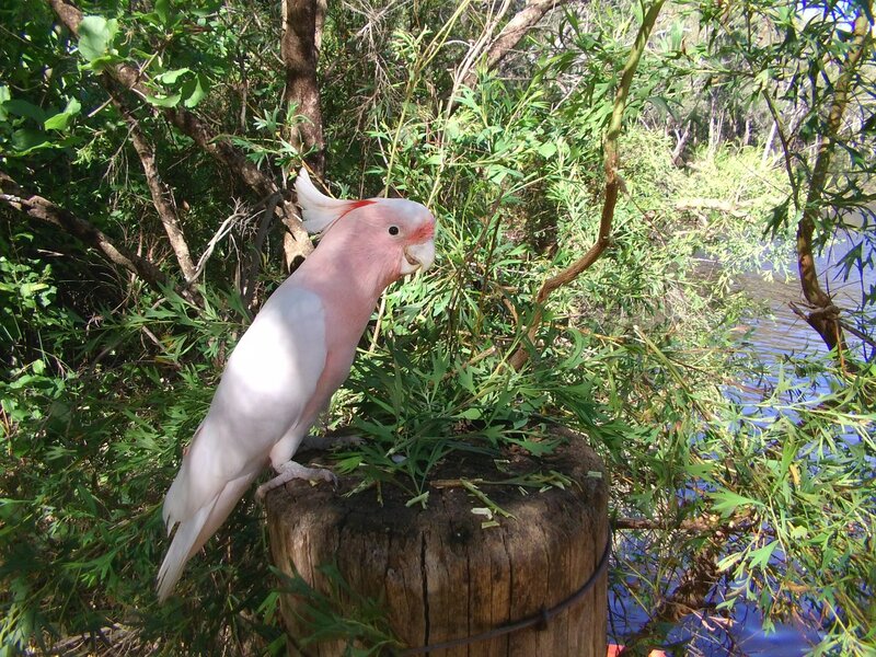 Pink Cockatoo on Stump