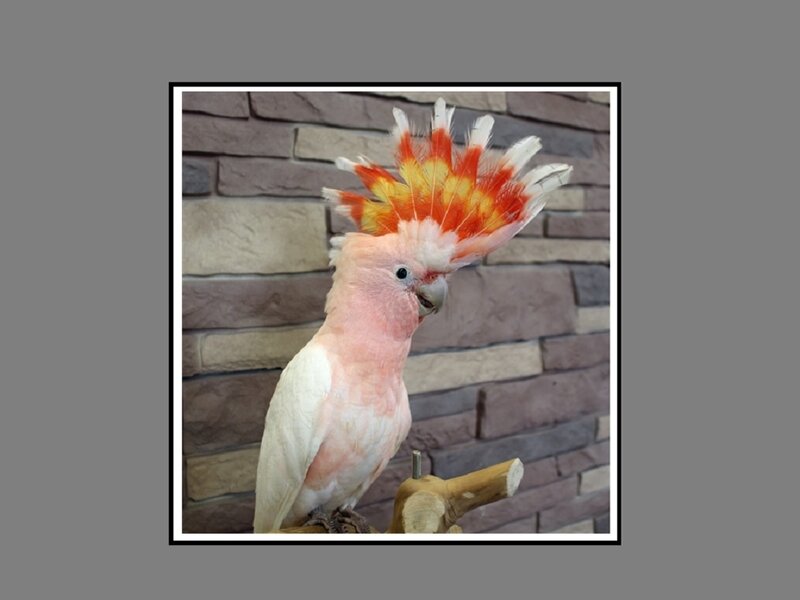 Pink Cockatoo with Crest — Calm