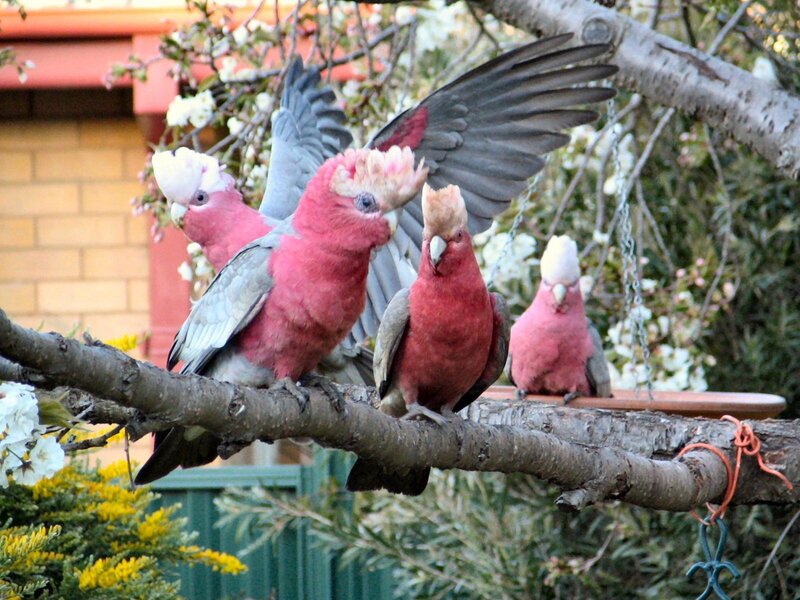 Pink cockatoos on a branch