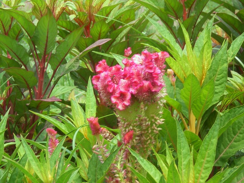 Pink cockscomb flower in garden