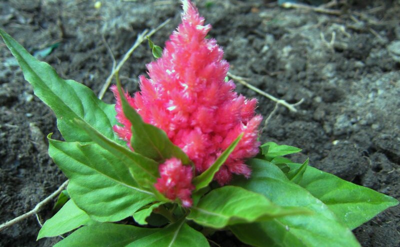 Pink Cockscomb Flower — Natural, Photograph