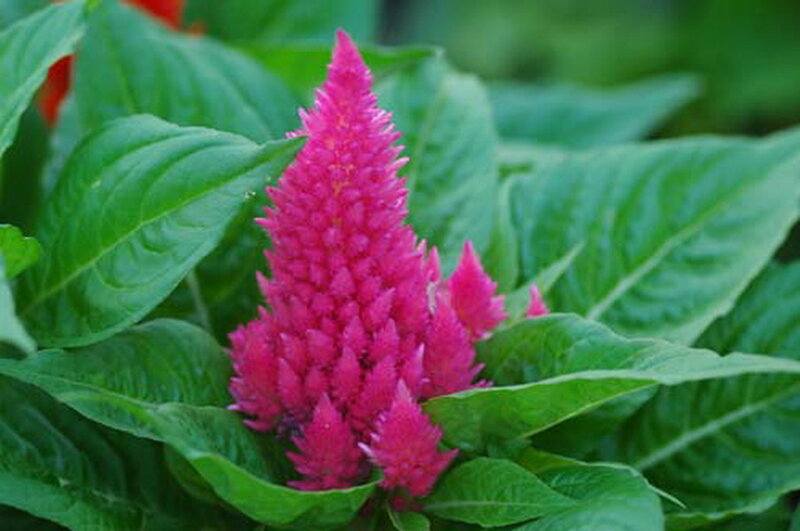 Pink Cockscomb Flower — Natural