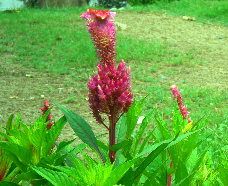 pink cockscomb flower