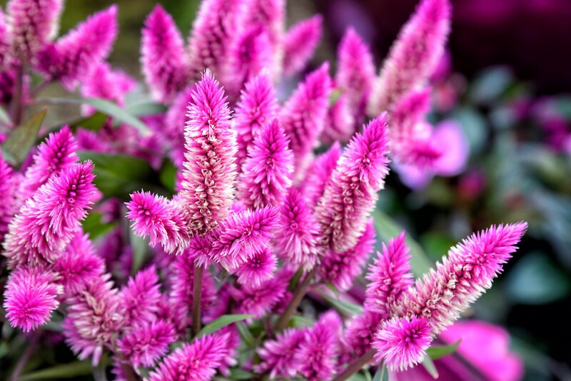 Pink Cockscomb Flowers
