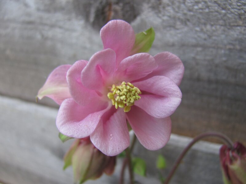 Pink columbine flower