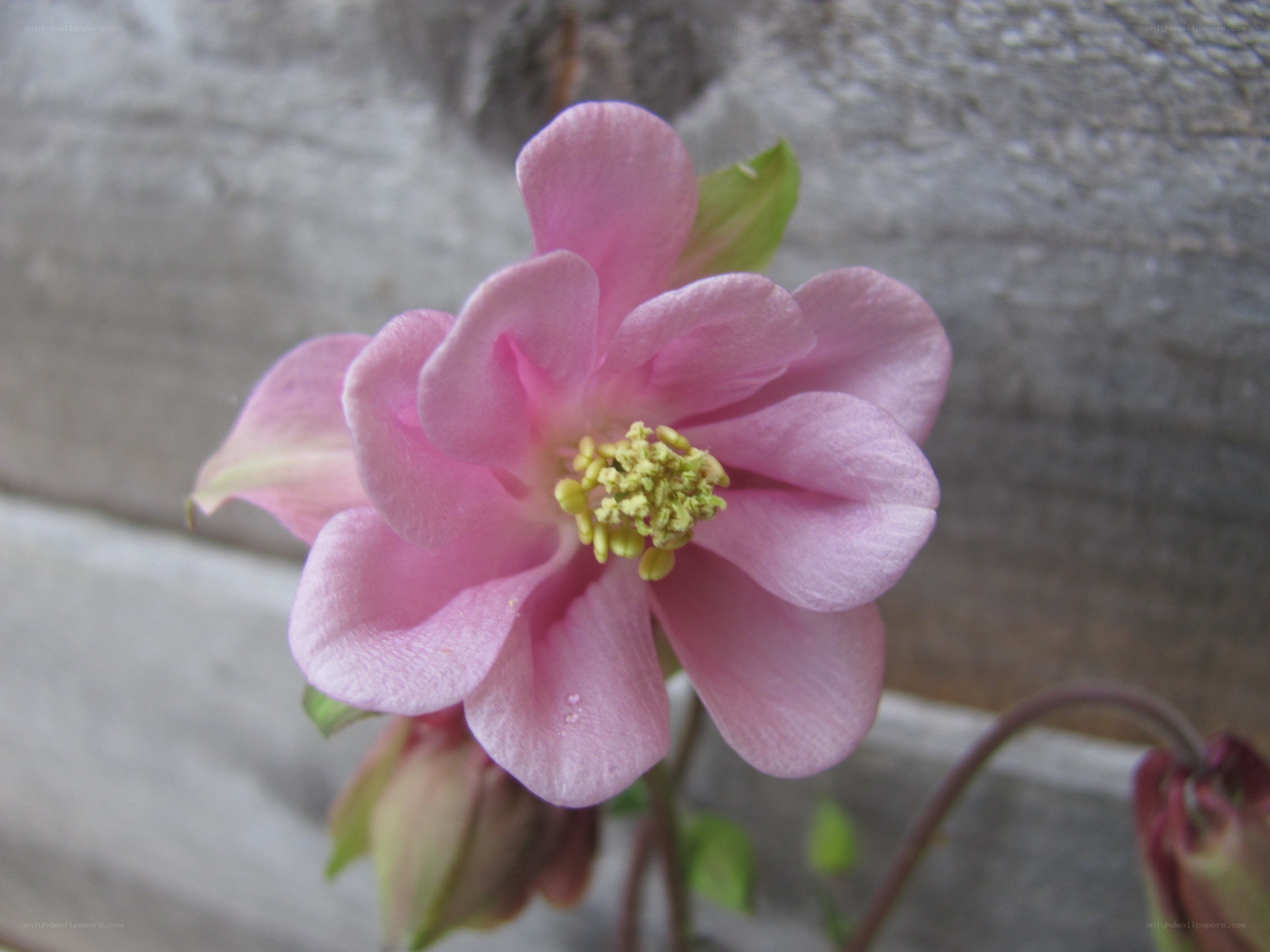 Pink columbine flower