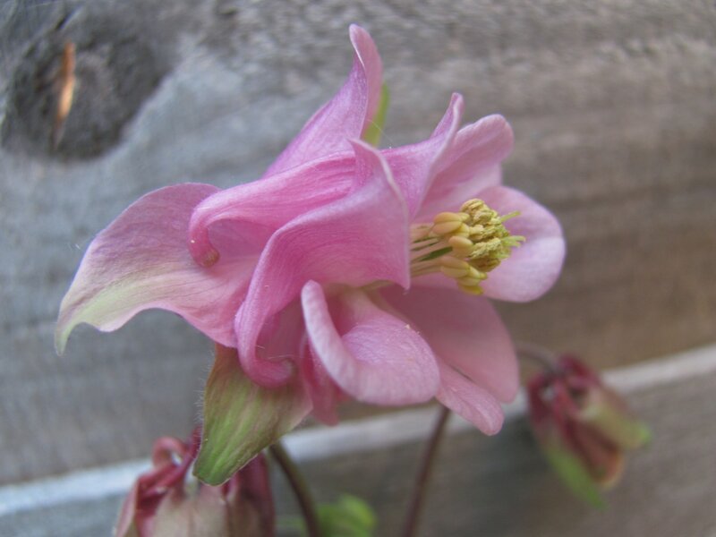 Pink columbine flower