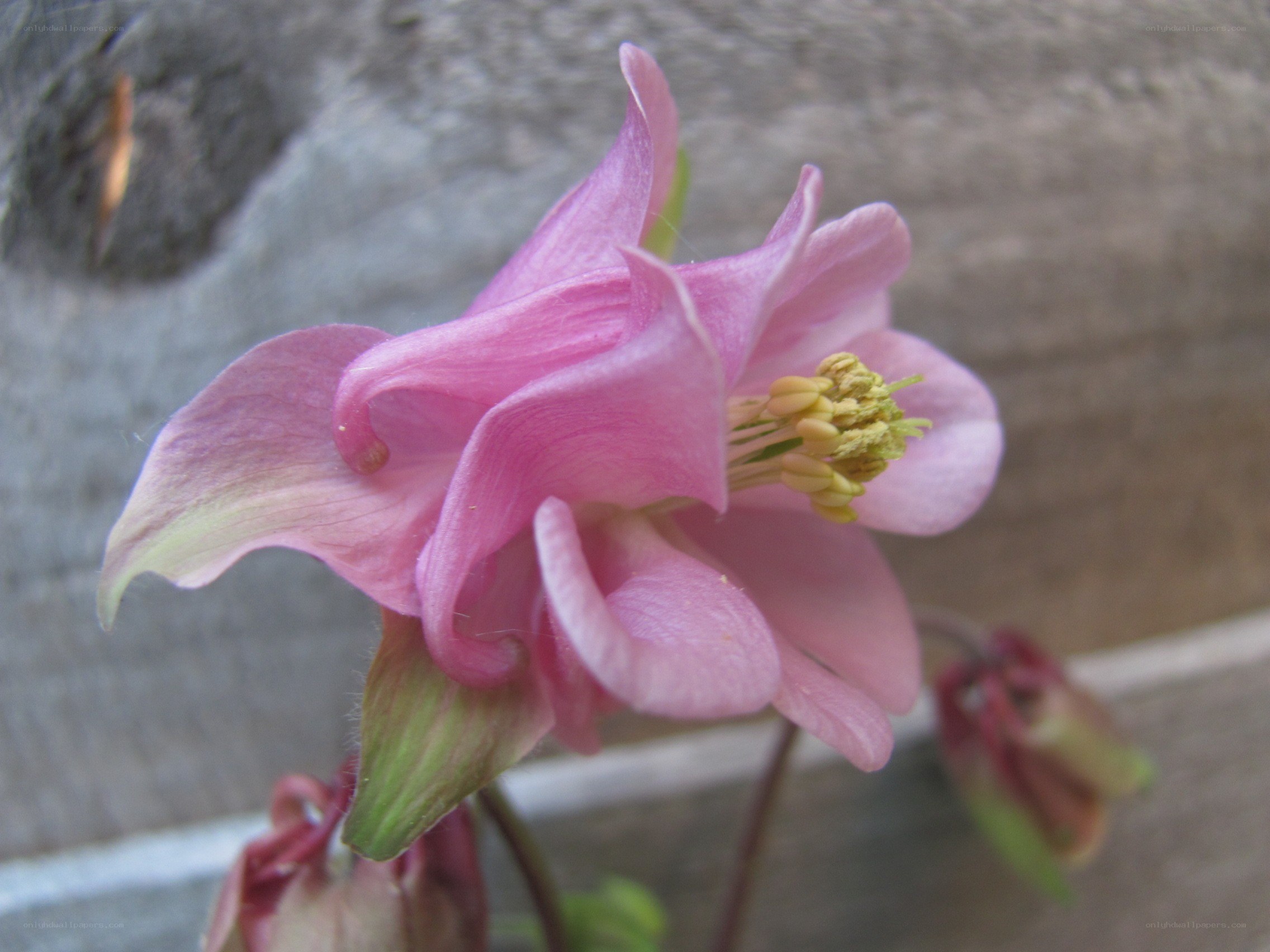 Pink columbine flower
