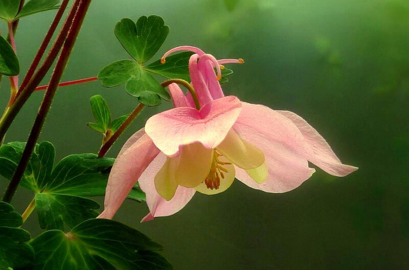Pink columbine flower