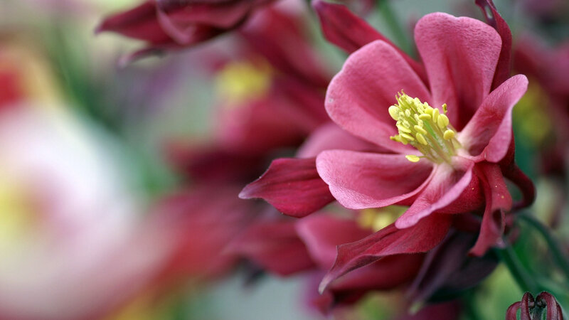 Pink Columbine Flower — Calm, Spring