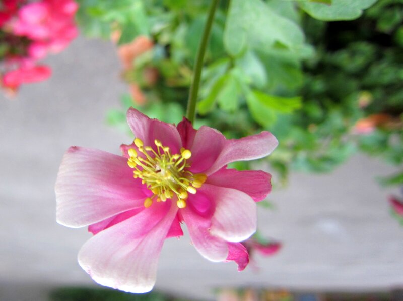 Pink Columbine Flower — Calm