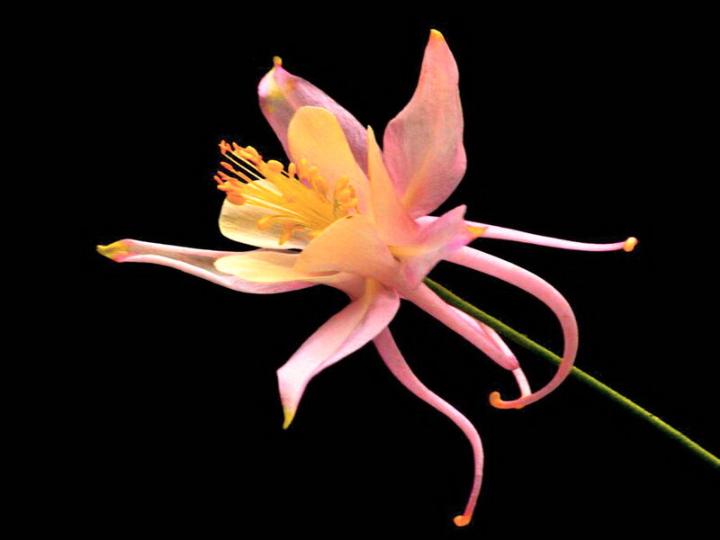 Pink Columbine Flower — Dramatic