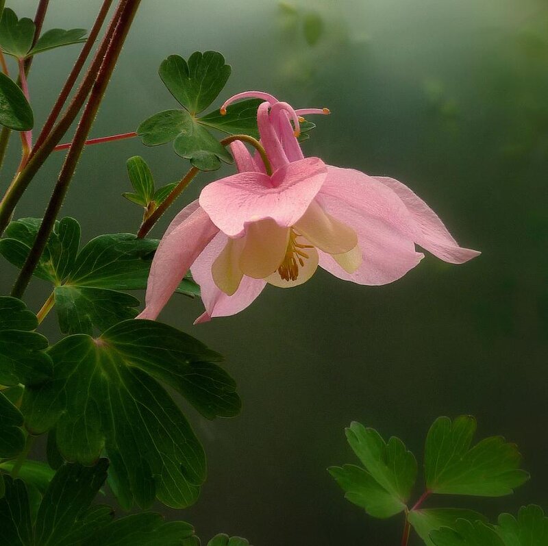 Pink Columbine Flower — Serene, Morning