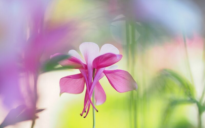 Pink Columbine Flower — Serene, Spring, Photograph, Stem
