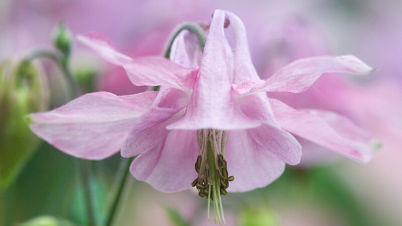 Pink Columbine Flower — Serene, Spring, Photograph