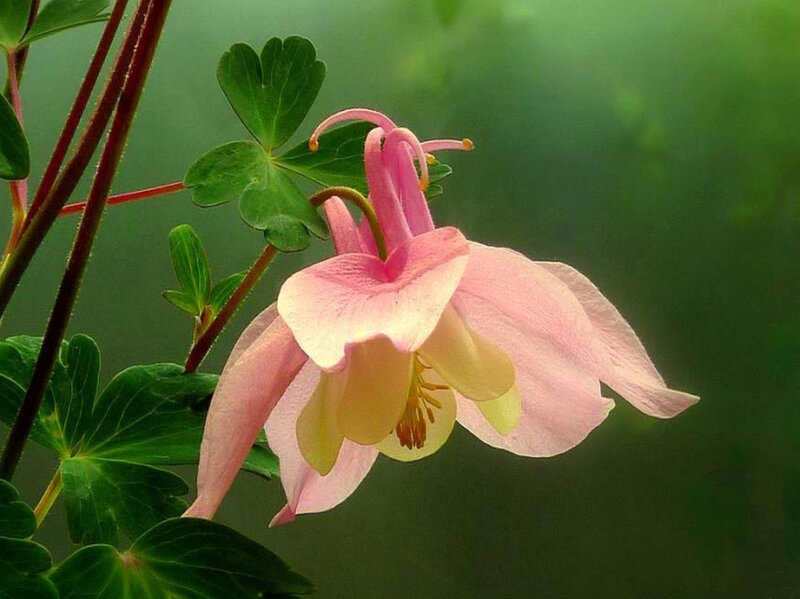 Pink Columbine Flower — Serene, Spring