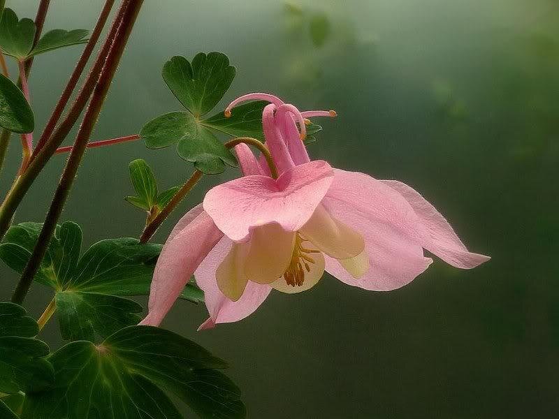 Pink Columbine Flower — Serene