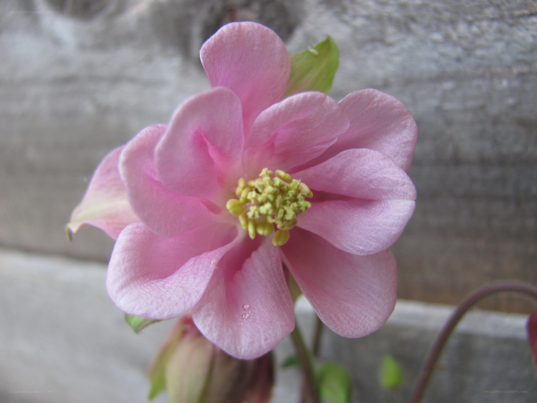 pink columbine flower