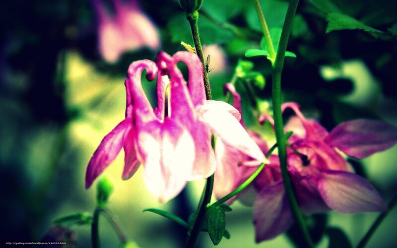 Pink Columbine Flowers — Natural