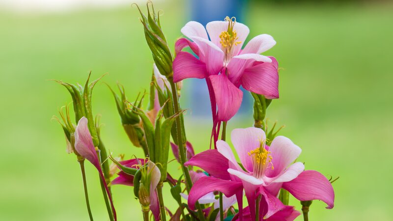 Pink Columbine Flowers — Serene, Spring, Photograph, Buds