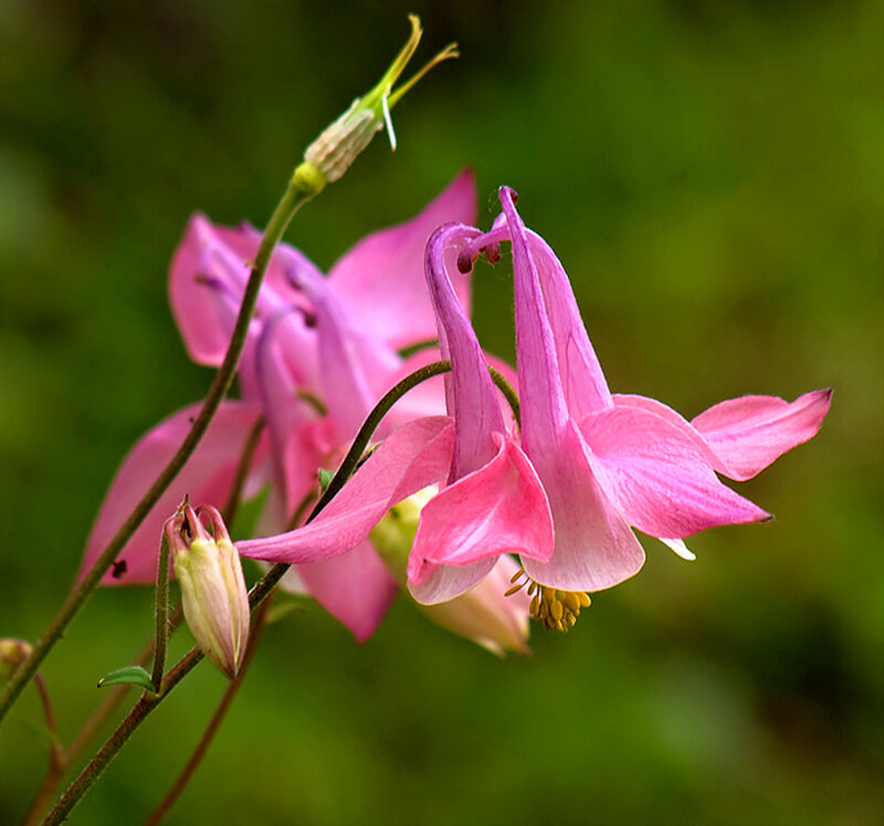 Pink Columbine Flowers — Serene, Spring, Photograph