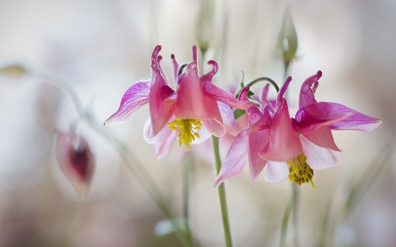 Pink Columbine Flowers — Serene, Spring, Photograph, Yellow Stamen