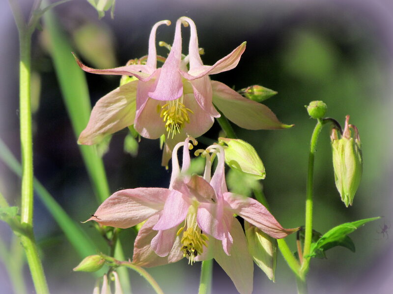 Pink Columbine Flowers — Serene, Spring