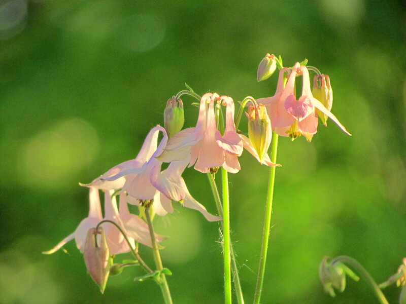 Pink Columbine Flowers — Serene