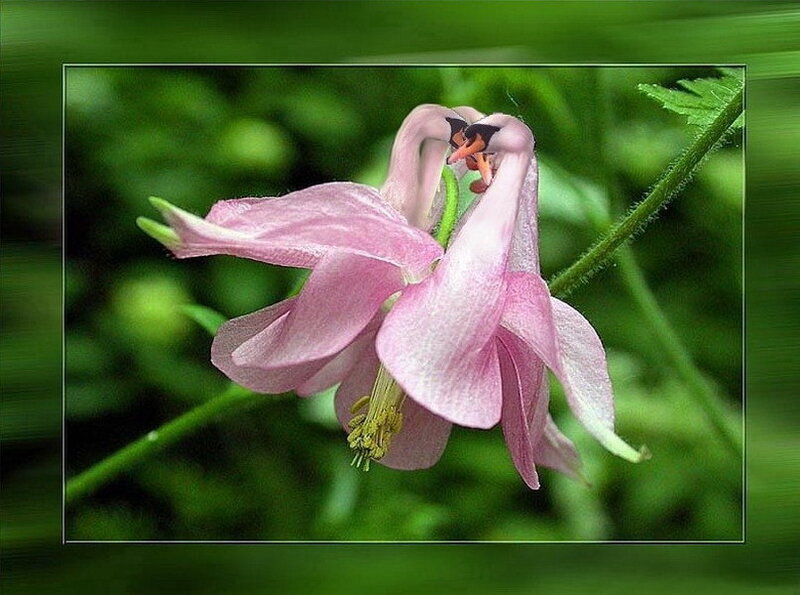 Pink columbine flowers