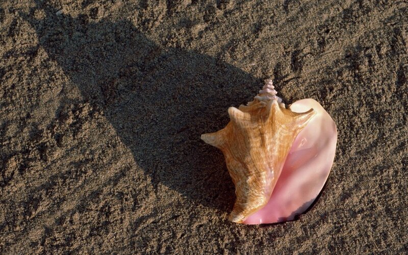 Pink Conch Shell — Brown, Serene, Afternoon