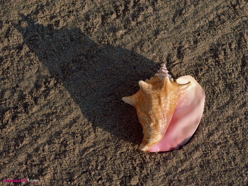 Pink Conch Shell — Brown, Serene, Sunset, Photograph